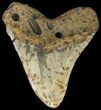 Megalodon Tooth (Repaired) - North Carolina #66105-2